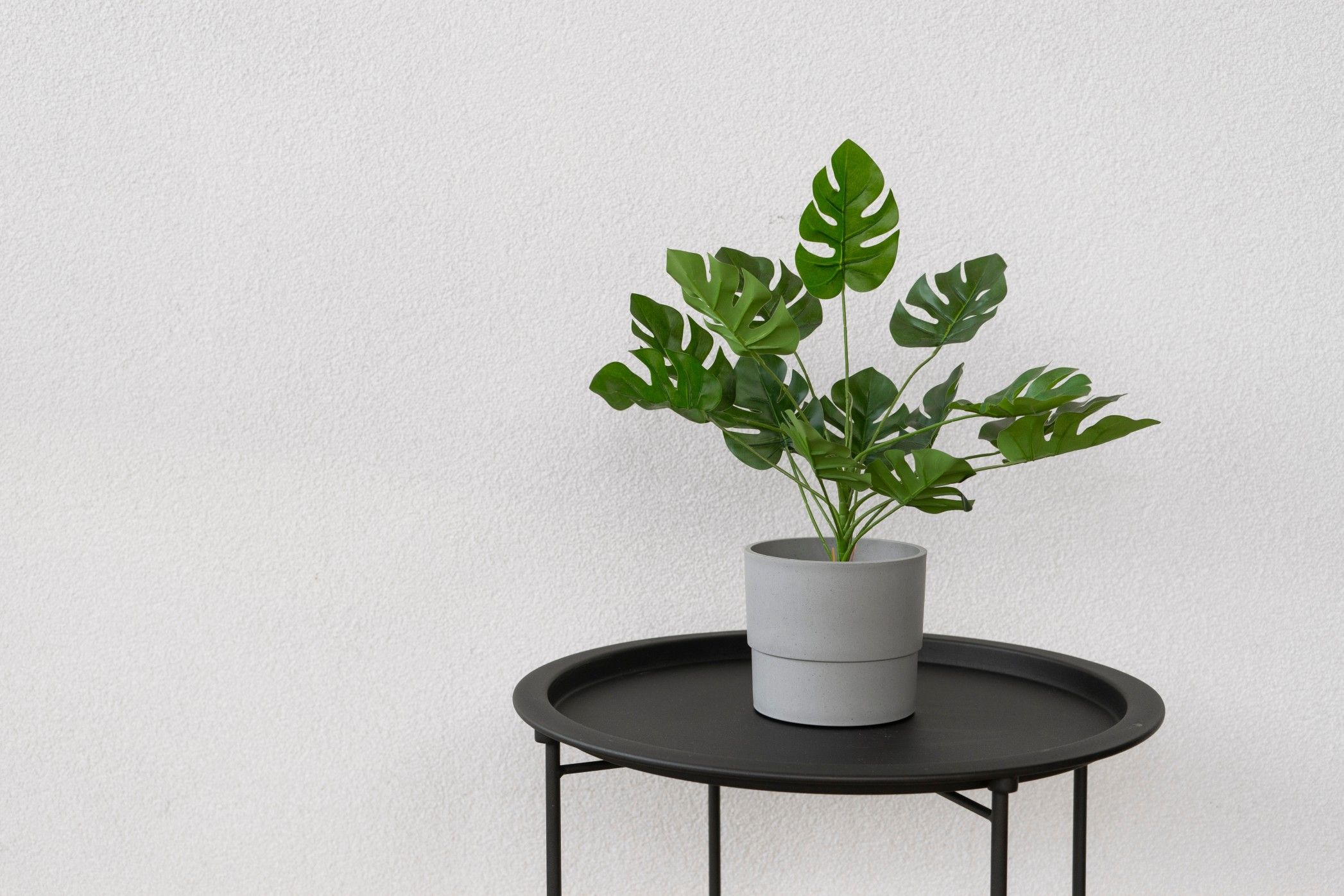 monstera plant on tablet at therapist office