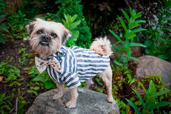 DiMaggio "Gio" the dog standing on a rock looking cute dressed in a bowtie and striped shirt