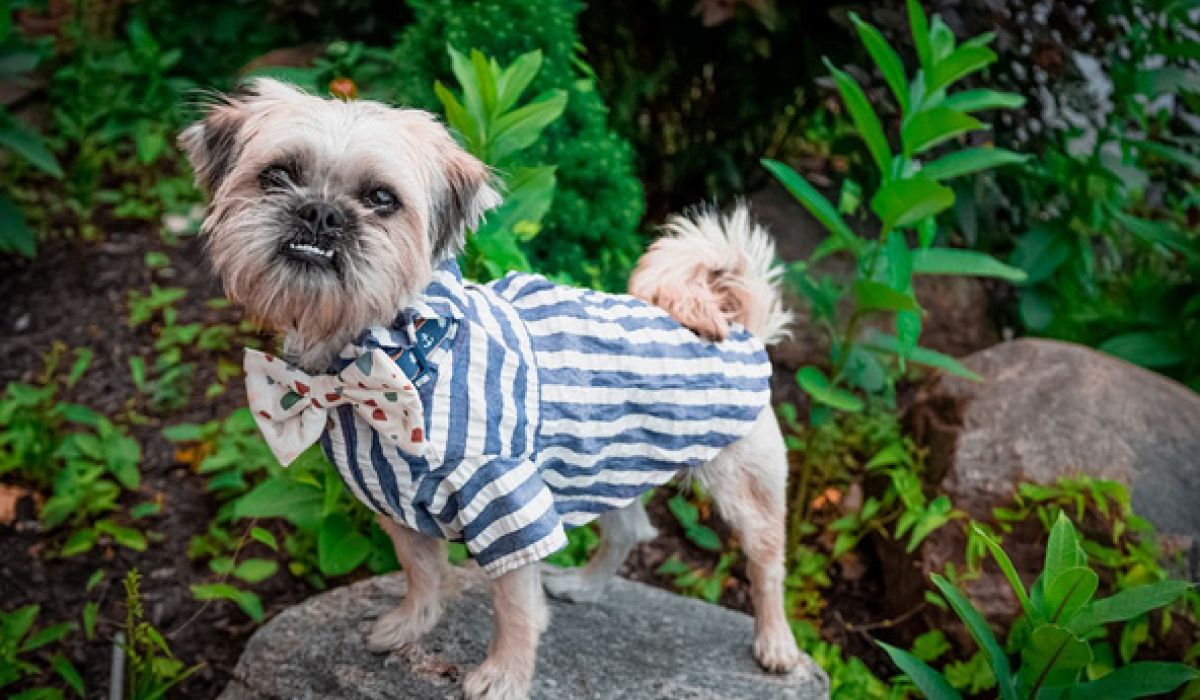 DiMaggio "Gio" the dog standing on a rock looking cute dressed in a bowtie and striped shirt